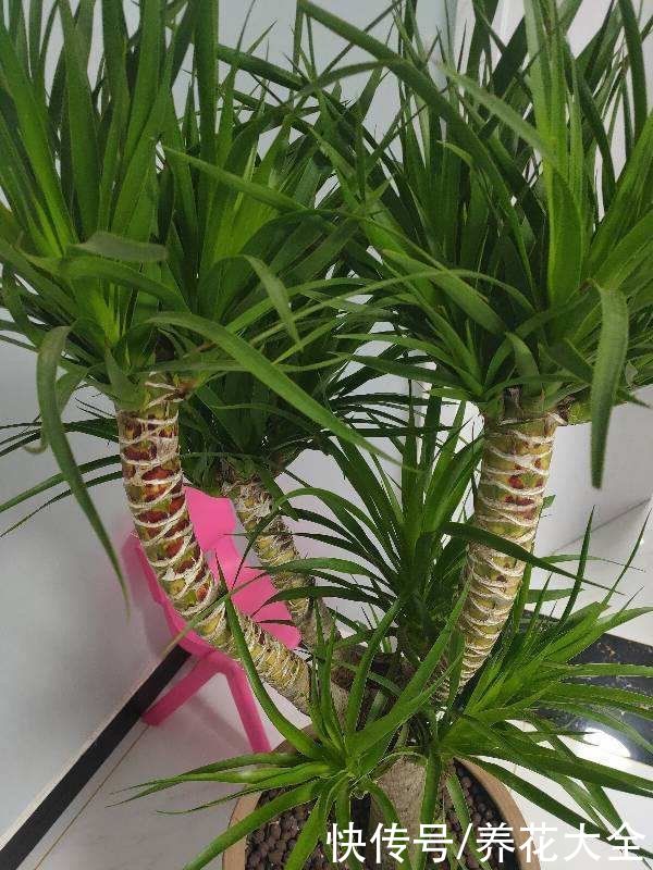 云杉|花卉中的“长寿老人”，最老一棵12000岁