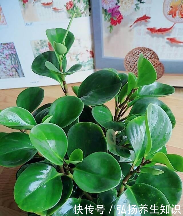 10大受欢迎绿植,你家养了几种!