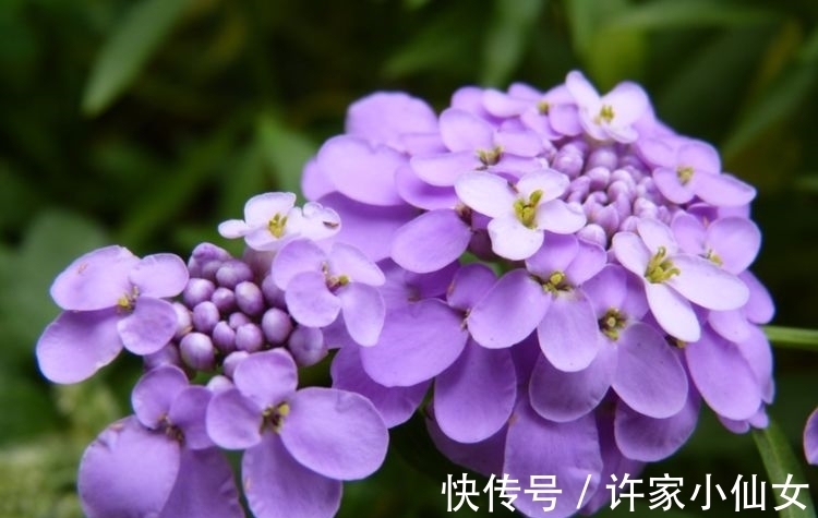 茉莉花|养花试试此几款，花开繁盛花香怡人，清新淡雅，散发迷人香味