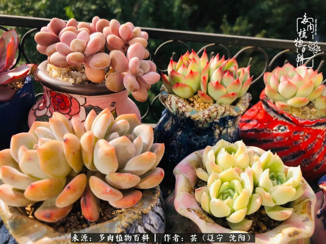 血罗|万物皆有灵性，一年四季有多肉陪伴真好！