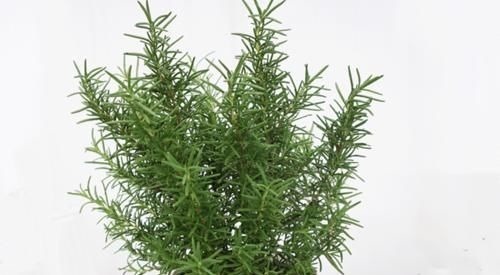 这五种花摆放在家里，娇艳高贵又芬香，净化杀菌还养人