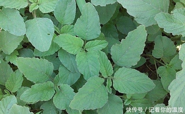 荠菜|几种农村常见的食疗野菜,好吃健康,还有降血糖,清热解毒的功效