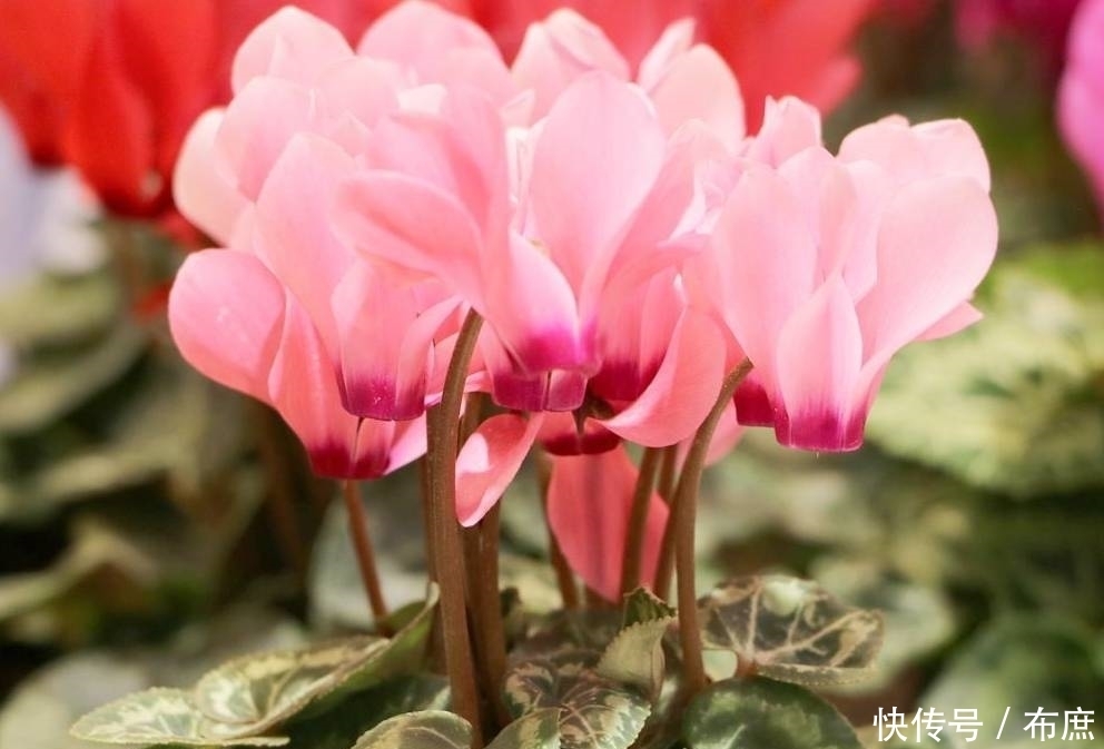 养仙客来的“4个”关键环节,花色丰富,花期更长,仙气十足