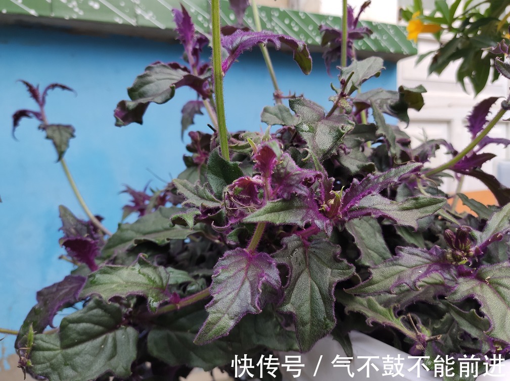 绿萝吊兰扔了吧，阳台养4种花，它们非常好养，叶子比花还好看