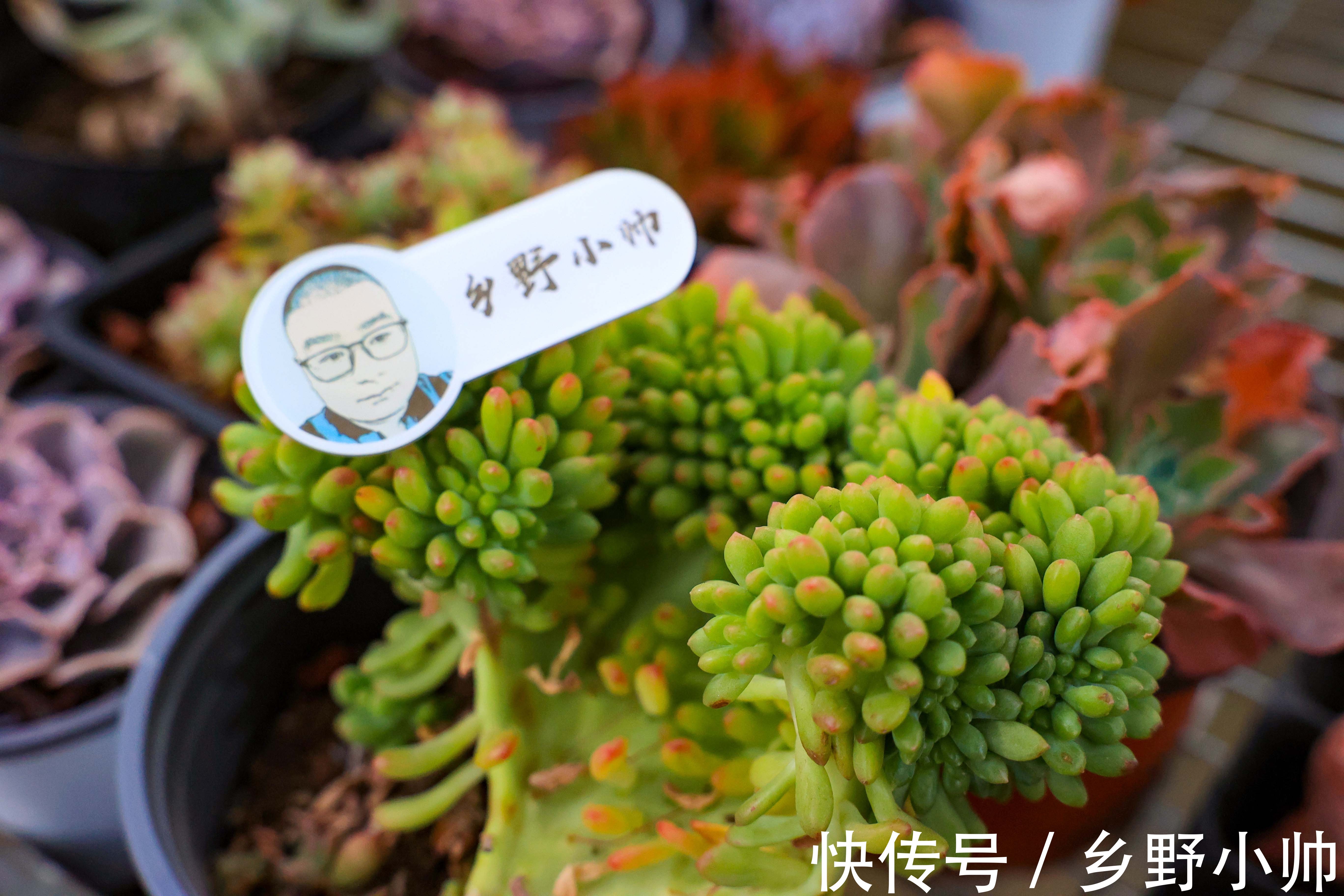 养肉过程中，多肉叶片出现2种现象是在“求救”，千万别忽视