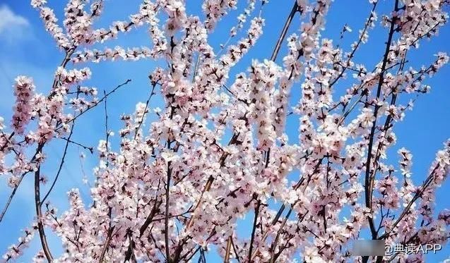 马上作|不知名诗人,无意仿写了陆游的一句诗,不料却成为千古名句