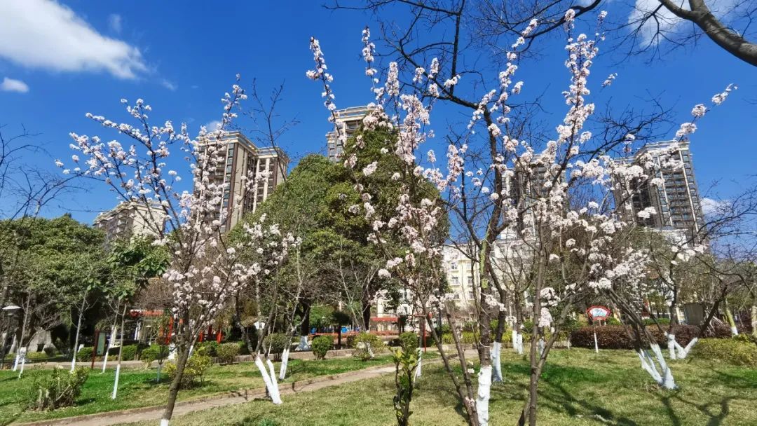 太平新城赏花地图新鲜来袭，一起看这“花花世界”