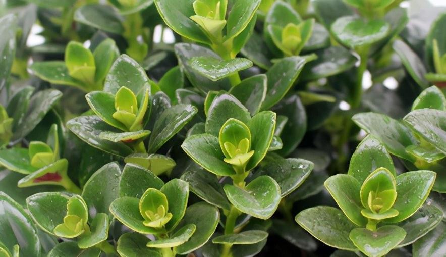 金鱼吊兰如何养,做到这5点,会长一堆小金鱼