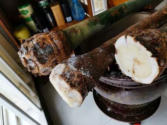 发财树|发财树黄叶烂根,切1刀丢水里,反而长得欢,2周狂冒大白根!