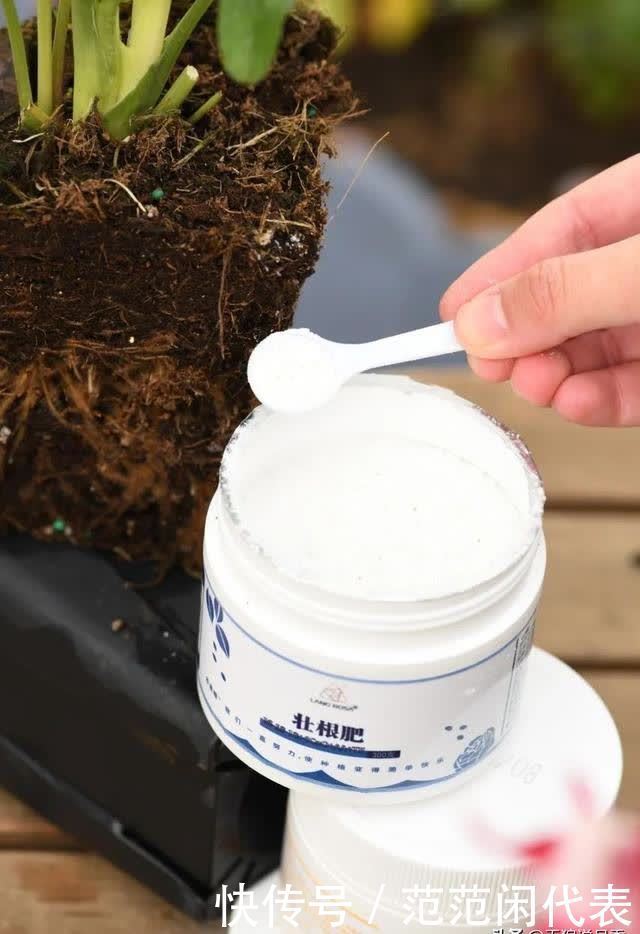 天狼说月季丨花苞透色了?别愣着呀,这些活你都做了吗