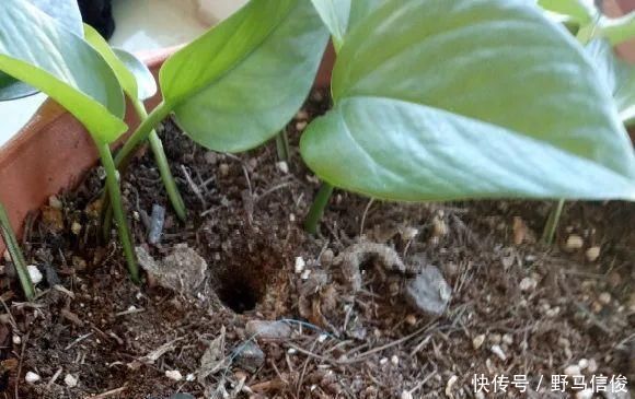 红掌|茉莉花扦插有机关,砍这一段枝条,插土里3天就活