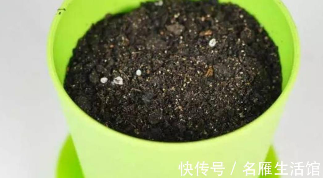 病害|换下来的旧花土不要扔，简单处理一下，还能再用