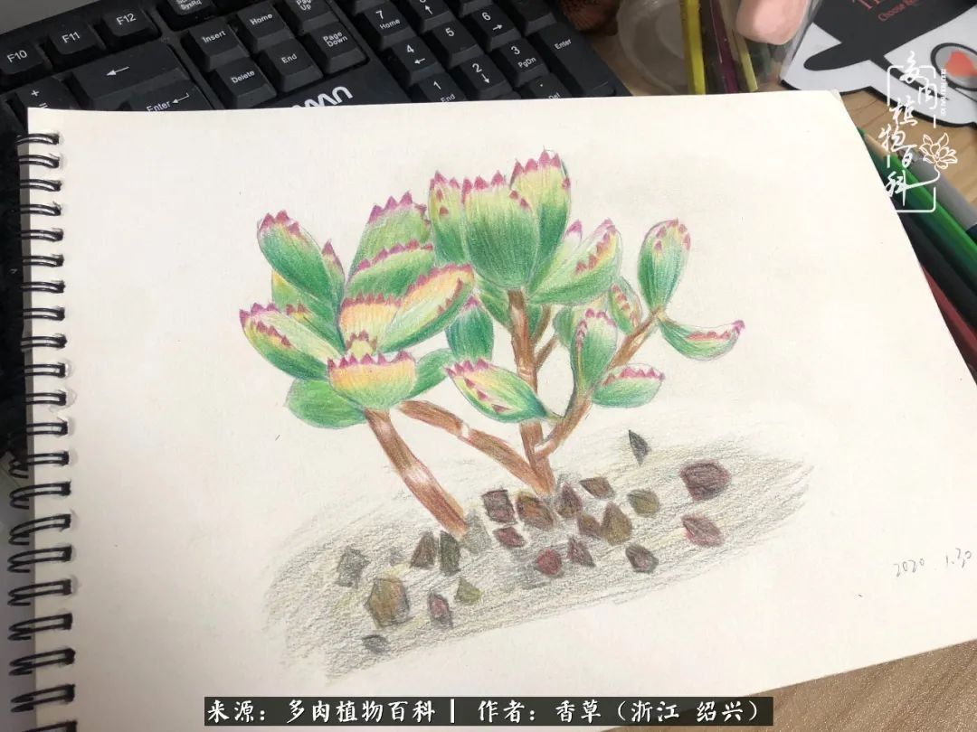 阳台上的一亩三分地,我愿与你一起,与时光媲美!