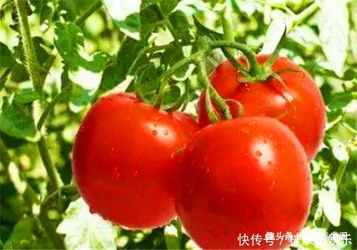 皮肤|女性想要皮肤好，多吃的食物，排毒养颜，抗衰护肤，好处多多