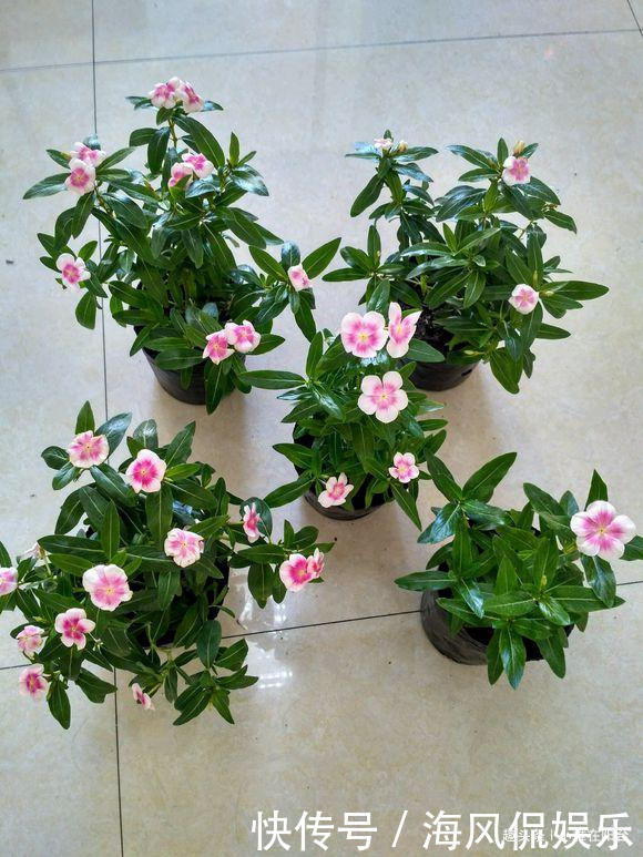 长春花|扦插长春花，有1个“技巧”，1棵养出30棵，棵棵开爆盆，好美！