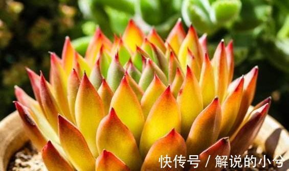 冷门多肉植物分享,颜值高,皮实好养,易群生的圣诞冬云多肉植物