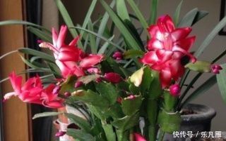 春天养花，这种水不能浇，浇1盆死1盆，大多数人都用错了