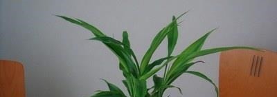 水里放“4样”东西,“富贵竹”根系疯长,枝叶“大爆发”!