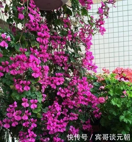 7个绝美花园,个个美炸了天,等有钱了我也要建一个