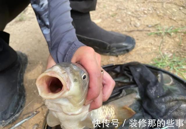 钓鱼|钓鱼人最讨厌的鱼排名！罗非名声最臭，鲤鱼居然也上榜