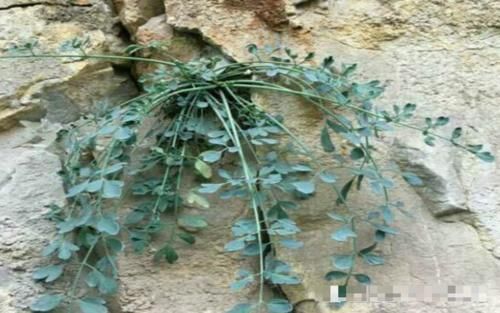 野草|农村一种野草,常生于岩石上,550元一斤,你们认识吗