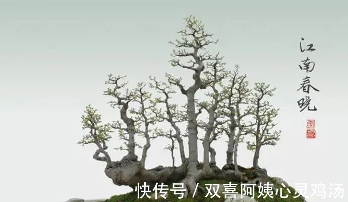 马尾松|徜徉盆景40余年的“盆景迷”