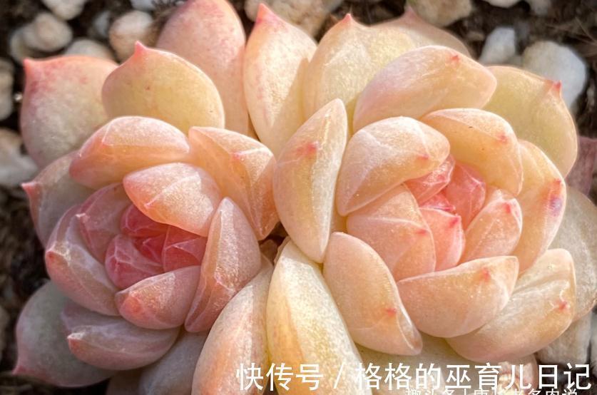 多肉冰魄不是冰玉,虽然名字只有一字之差,但它有2个明显的特征