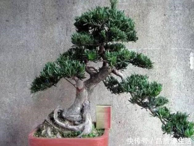 爱在客厅养树,就养“木质化强的树”,形成“老桩”后能卖好几万!