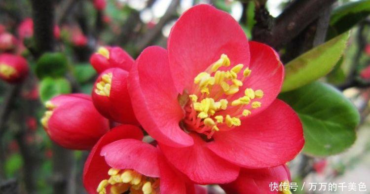 花朵|4种花很耐养,沾土就能活,谁见了都喜欢,花朵漂亮,花开旺!