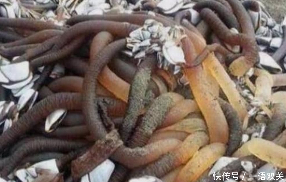 人因|世界上最昂贵也是最危险的海鲜之一,每年有无数人因采摘它而受伤