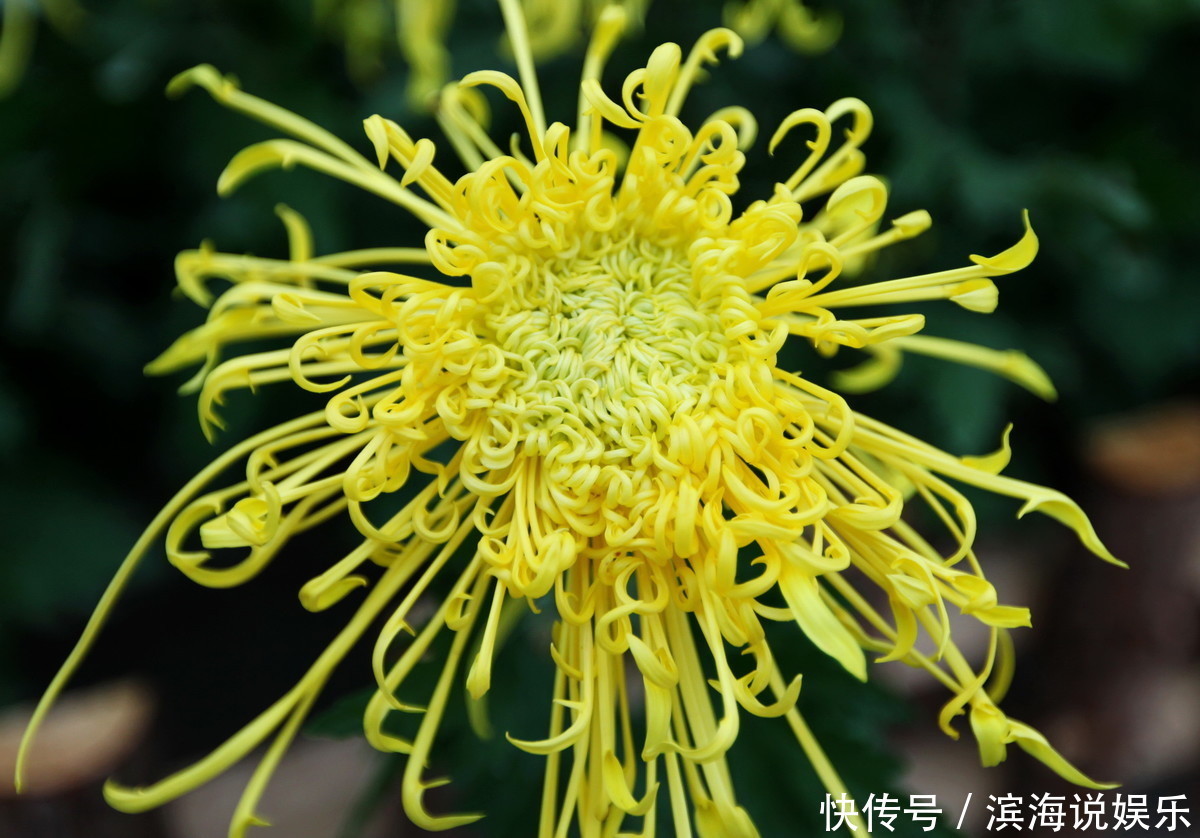 此花是花中的隐士,不与百花争艳,但却是皇家的象征