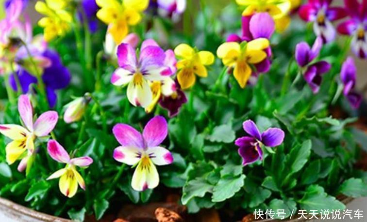 4种花夏季开的最灿烂,越热开花越旺,从年头开到年尾,人见人爱