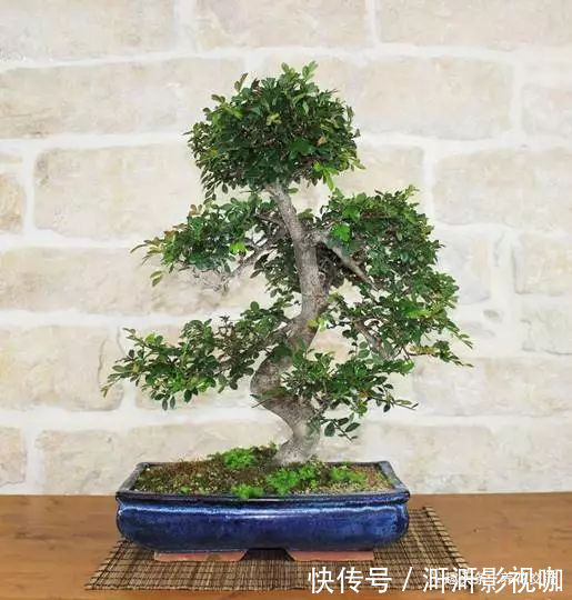铜线|特别适合新手养的榆树盆景,养室内也能生长良好