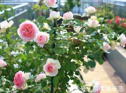 ''大蒜''养花有奇效盆里放一点，不再烂根、生虫，叶子油绿花朵艳