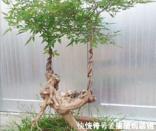 枝干|农村大爷不养花,用山上黄荆做成盆景,更具观赏性