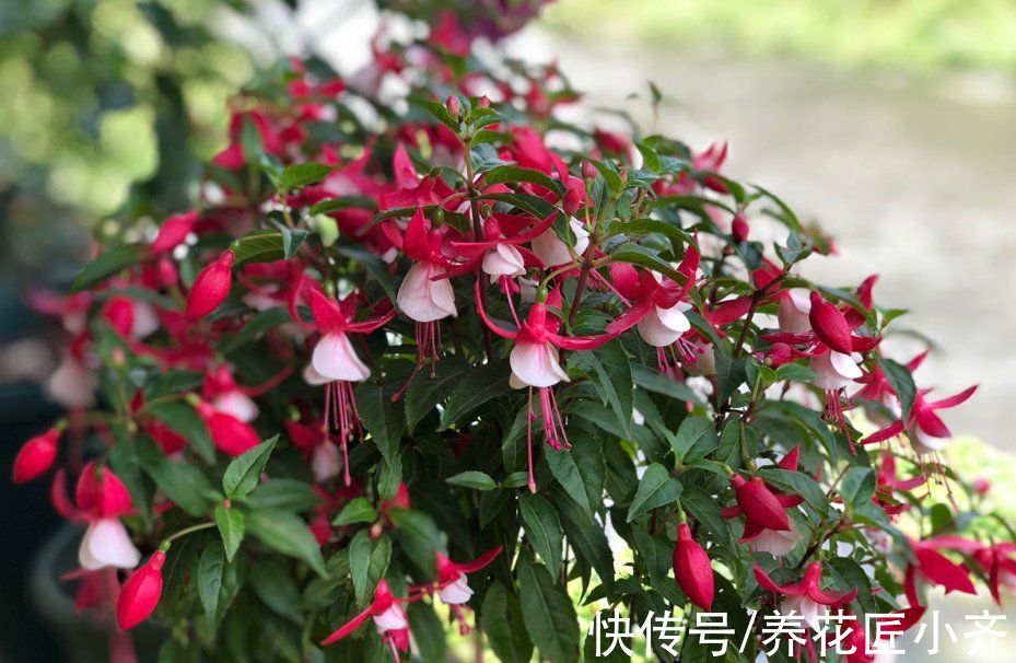 叶片|养花光照要求不同，可以分为“5种”类型，根据植物不同合理摆放