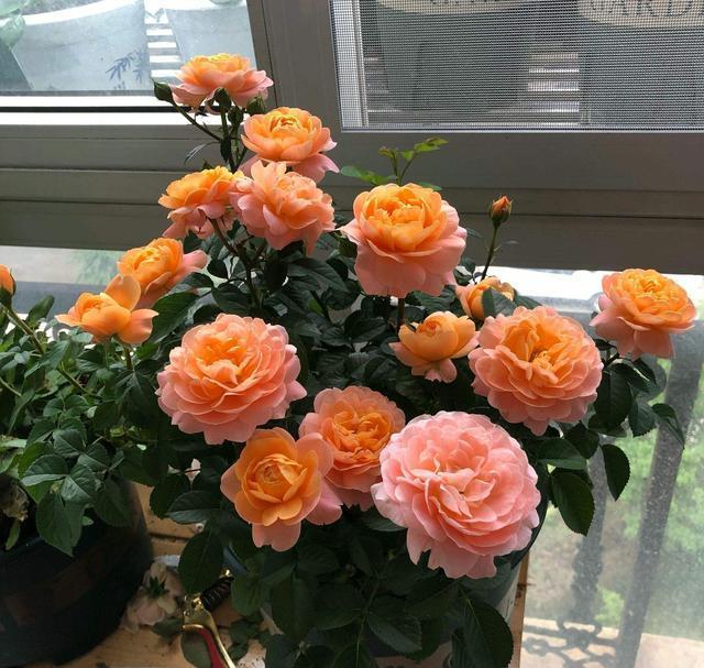 新枝|月季花黄叶,简单“3步”,茂盛绿油油,新枝嫩叶长出来,开爆盆