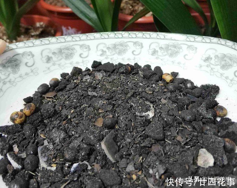 4月给君子兰翻盆，3事不做白费劲，整年长势受影响