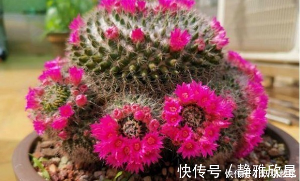 他养了1盆“仙人球”,开花100朵,漂亮极了,大家都说头回见