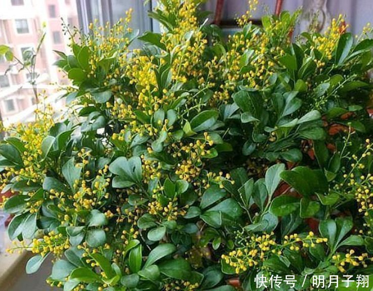 4种花漂亮又好养，比牡丹好看，养在哪里都爆盆，好运到来