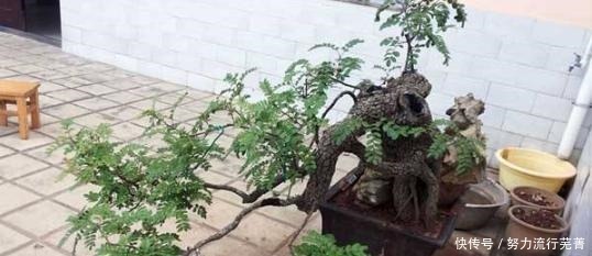 这“3种”植物,爱吃醋,每7天吃1斤,叶子绿油油,蹭蹭长不停