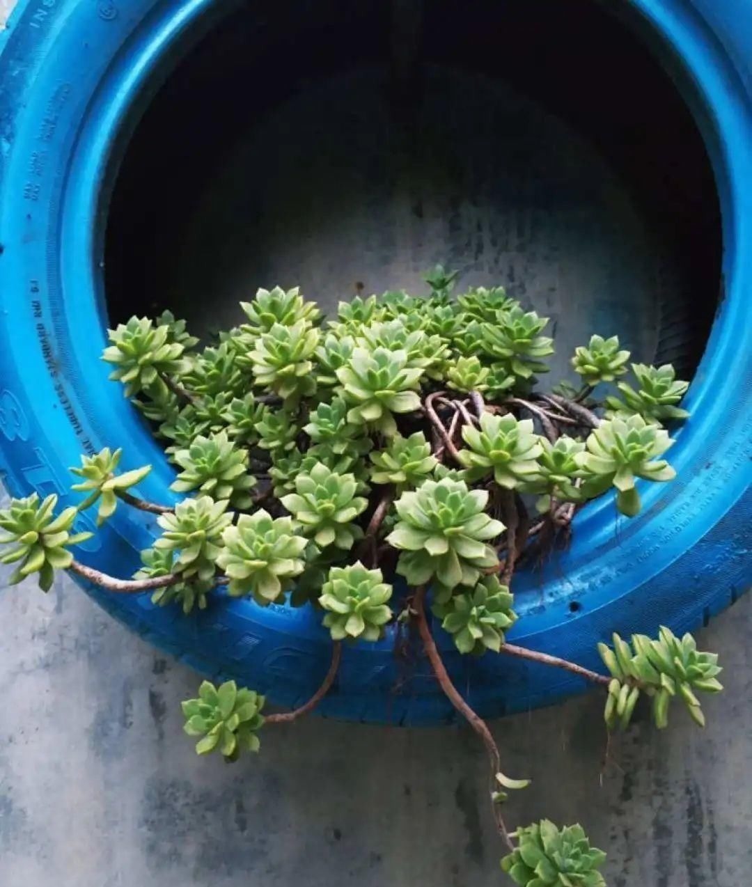 塑料瓶|旧筷子、老干妈瓶别扔,拿来养花效果好,省下一笔养花钱