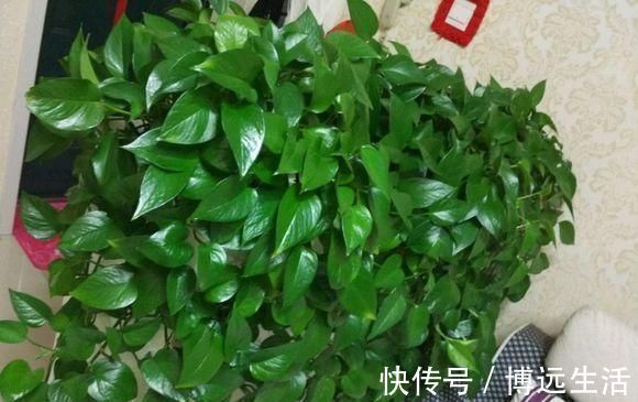 土壤|养花土板结“戳不动”，“2种水”家家都有，七天浇1次，疏松肥沃