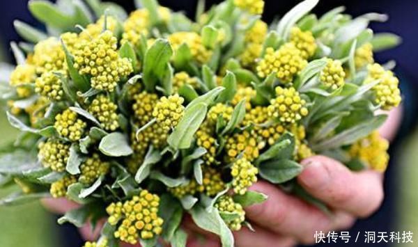 中薪|农村田地里野菜,个个都是良药,农村人视而不见,城里人抢着吃