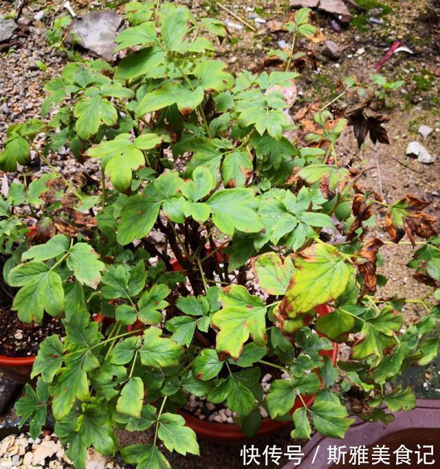 种花|9种花，天热会“假死”，千万别丢了，秋天就苏醒