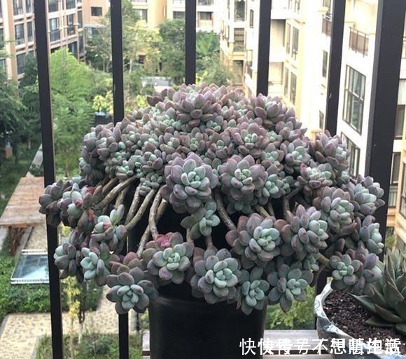 家庭|家庭养多肉,掌握这7点,就没有养不好的多肉植物!