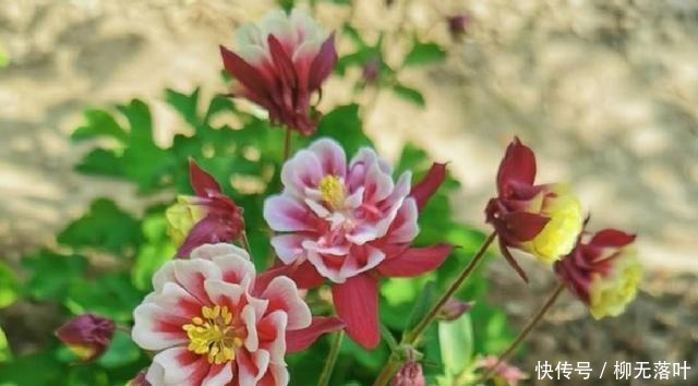 花友有10种花，个头很漂亮，名字却是土掉渣的，差点错过