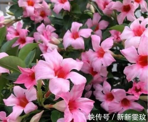 月季花|4种花特别适合阳台养,简单好养、懒人新手都能养好,美成花海!