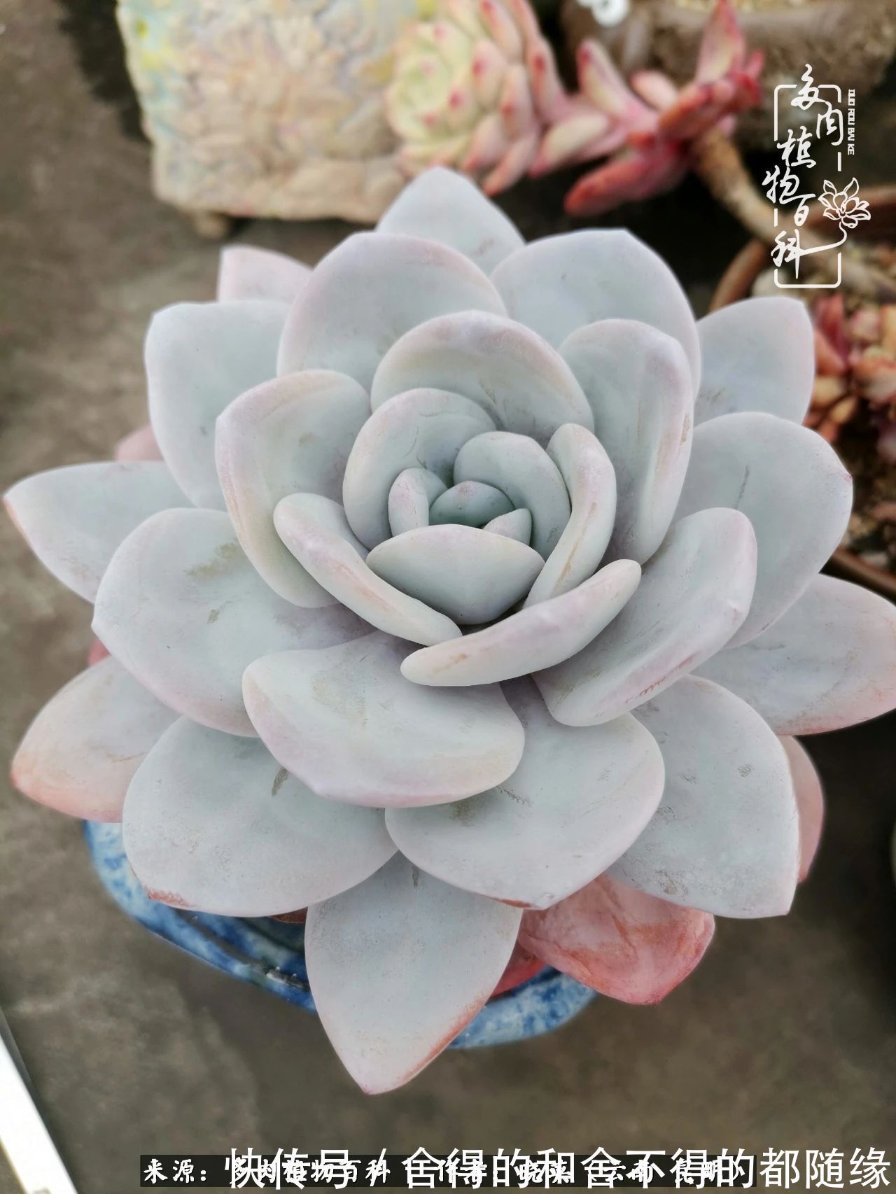 生活的本质就是爱,喜悦,和平!养多肉的快乐是金钱买不到的!