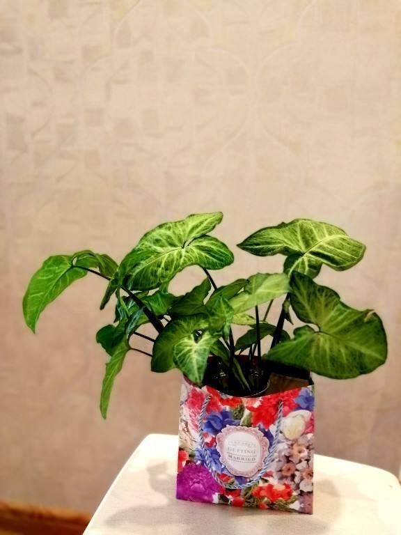 文竹掐个枝,找个瓶子插水里,三天就冒小笋芽